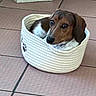 dog, dachshund, pet, basket, rope_basket, tile_floor, brown_dog, white_basket, small_dog, indoor, animal, cute, resting, looking, ears, snout, floor_tiles, pet_bed, cozy, alert