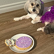 Olivia is registered to the contest to win money with this photo: dog, birthday, cake, treat, purple_dress, floor, wooden_floor, pet, cute, decorated, celebration, indoor, white_plate, animal, pet_clothing, dog_birthday, pet_treat, closeup, laying_down, festive
