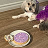 dog, birthday, cake, treat, purple_dress, floor, wooden_floor, pet, cute, decorated, celebration, indoor, white_plate, animal, pet_clothing, dog_birthday, pet_treat, closeup, laying_down, festive