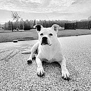 Naya participe au concours pour gagner de l'argent avec cette photo : animal, black_and_white, calm, cloudy, dog, ears, face, fence, grass, ground, laying_down, nature, outdoor, paws, peaceful, pet, portrait, sky, texture, yard