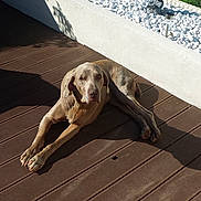 Benji participe au concours pour gagner de l'argent avec cette photo : carnivoran, dog, dog_like_mammal, floor, flooring, mammal, sporting_group, weimaraner, wood