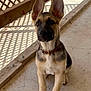 Lisa May is registered to the contest to win money with this photo: puppy, dog, german_shepherd, pet, animal, ears, collar, concrete, sunlight, shadow, wooden_fence, outdoor, young, sitting, cute, alert, fur, brown, black, domestic_animal