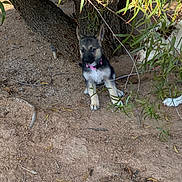 Lisa May is registered to the contest to win money with this photo: puppy, dog, german_shepherd, outdoor, tree, dirt, collar, animal, pet, nature, greenery, leaf, sniffing, young, canine, curious, playful, brown, black, white