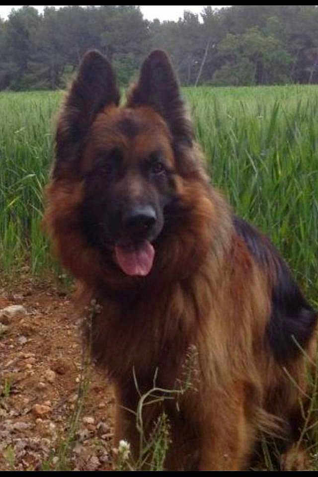 Beros