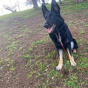 Josiane Marchesini participe au concours pour gagner de l'argent avec cette photo : accessories, animal, canine, dog, field, germanshepherd, grass, grassland, grove, leash, nature, outdoors, park, pet, plant, puppy, soil, strap, tree, vegetation