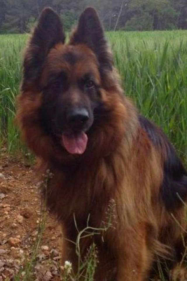 Beros