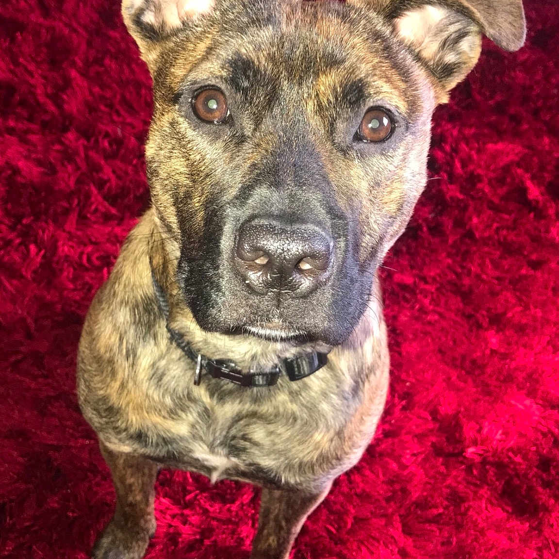 Olli joined the competition — help win amazing prizes! alano_espanol, alaunt, american_pit_bull_terrier, american_staffordshire_terrier, canidae, carnivore, cimarron_uruguayo, dog, dog_breed, drawing, fawn, mammal, mountain_cur, non_sporting_group, painting, snout, treeing_tennessee_brindle, vertebrate, whiskers