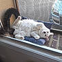 cat, white_cat, fluffy, pet, cushion, door, screen_door, car, outdoor, relaxed, lying_down, upside_down, paw, fur, window, brick_floor, tail, home, animal, domestic