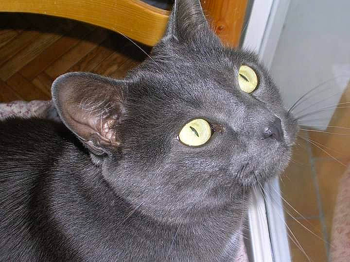 TOM participe au concours pour gagner de l'argent avec cette photo : black_cat, bombay, carnivore, cat, domestic_short_haired_cat, felidae, fur, grey, havana_brown, small_to_medium_sized_cats, snout, terrestrial_animal, whiskers, window