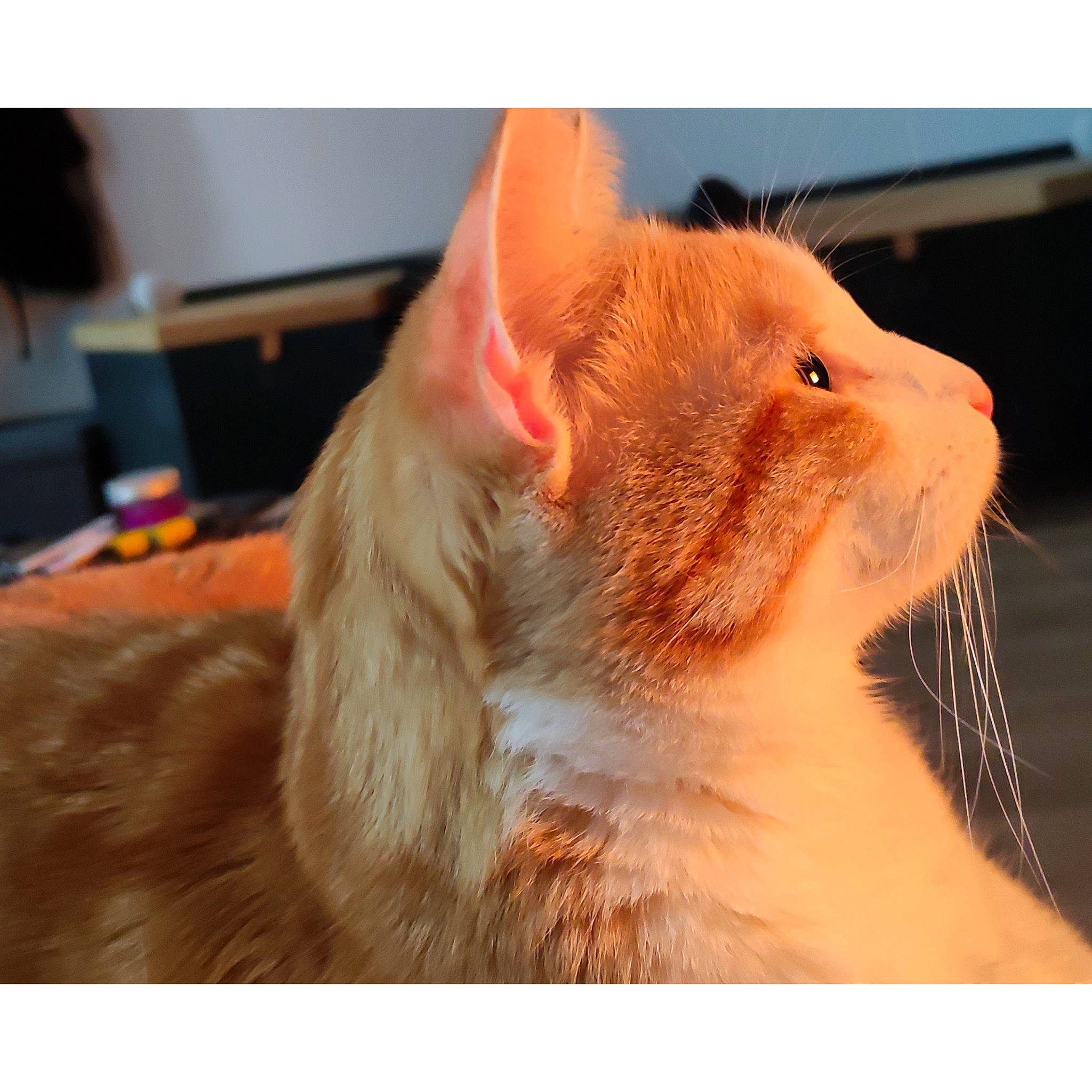 Jerry participe au concours pour gagner de l'argent avec cette photo : carnivore, cat, claw, comfort, domestic_short_haired_cat, ear, eyelash, fawn, felidae, fur, paw, rodent, small_to_medium_sized_cats, snout, tail, terrestrial_animal, whiskers