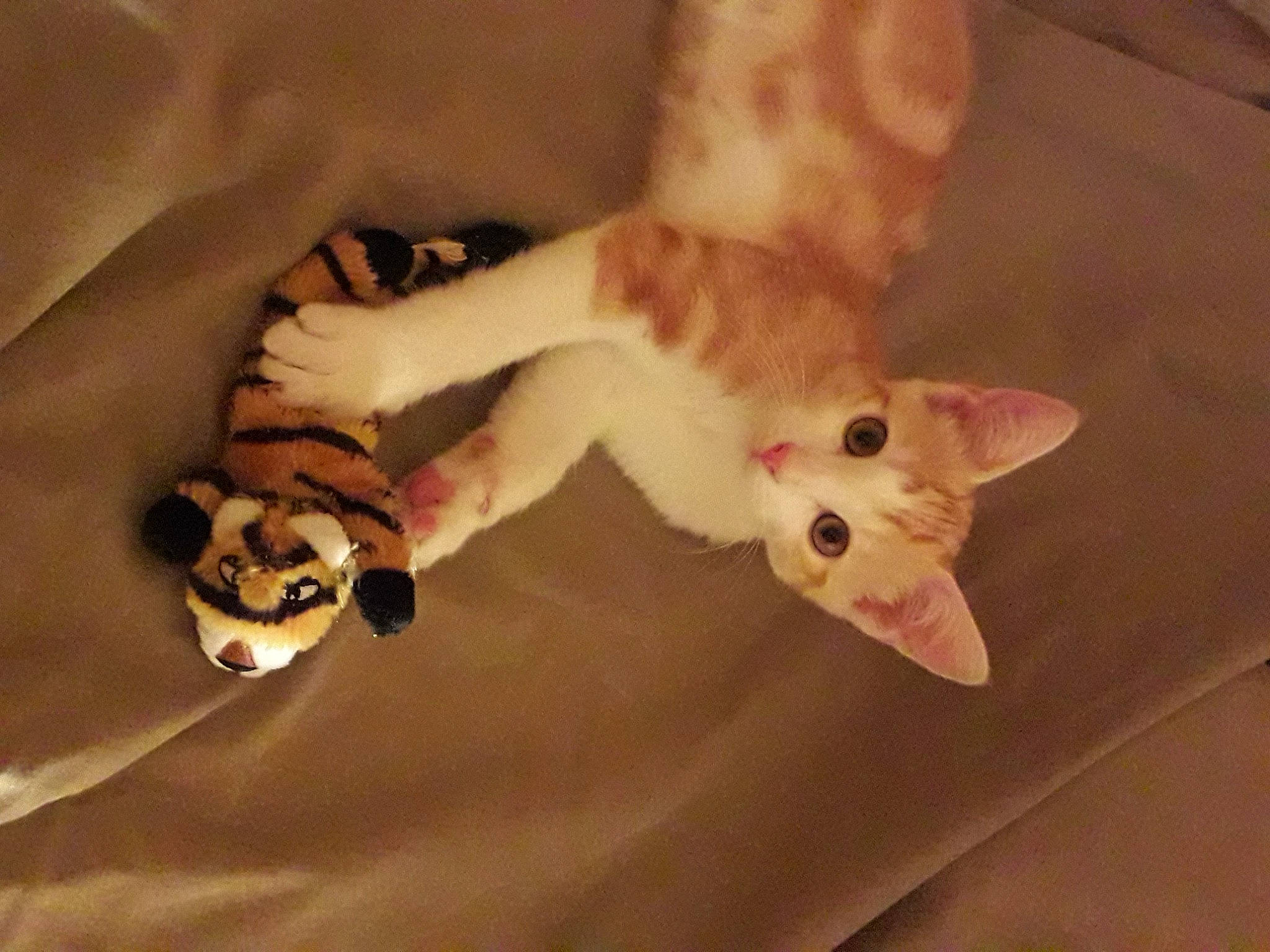 Jerry a rejoint le concours — aidez-le/la à gagner de superbes lots ! carnivore, cat, comfort, companion_dog, dog_breed, domestic_short_haired_cat, ear, fawn, felidae, fur, hardwood, head, nail, nose, paw, small_to_medium_sized_cats, snout, tail, whiskers, wood