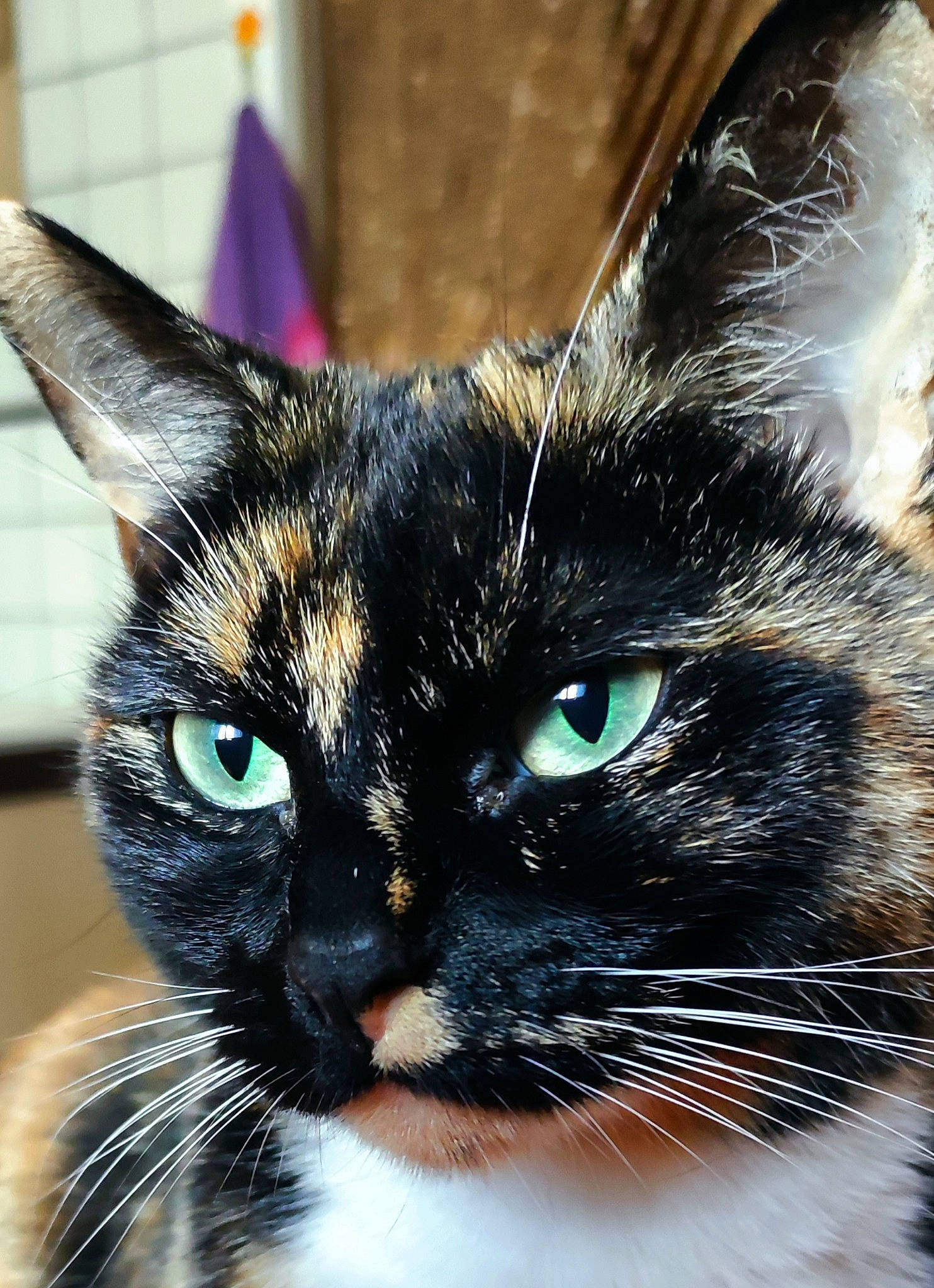 Loona a rejoint le concours — aidez-le/la à gagner de superbes lots ! black_cat, carnivore, cat, close_up, domestic_short_haired_cat, electric_blue, eye, felidae, fur, hair, head, small_to_medium_sized_cats, snout, terrestrial_animal, whiskers, wildlife, window