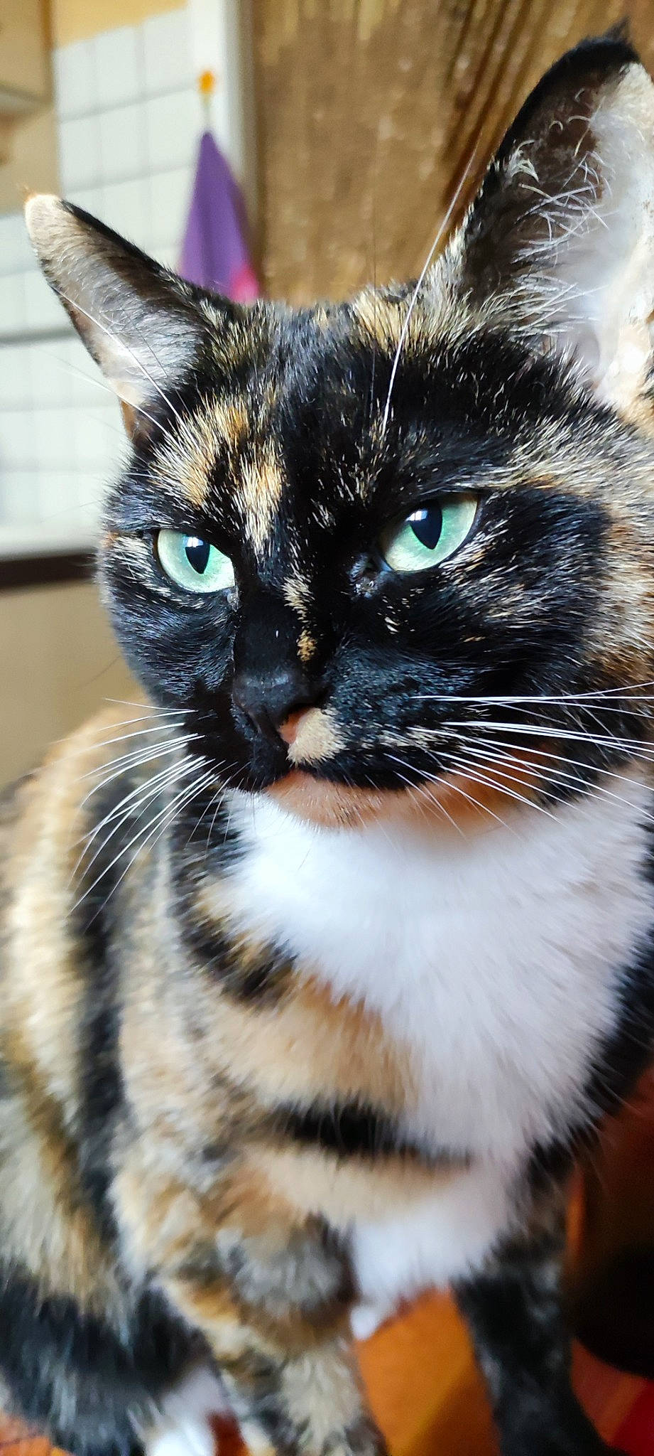 Loona a rejoint le concours — aidez-le/la à gagner de superbes lots ! carnivore, cat, claw, domestic_short_haired_cat, ear, electric_blue, eye, felidae, fur, human_body, iris, leg, mammal, paw, small_to_medium_sized_cats, snout, tail, vertebrate, whiskers, window