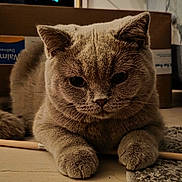 Merlin is registered to the contest to win money with this photo: cat, feline, pet, animal, fur, whiskers, ears, paws, floor, carpet, cardboard_box, indoor, cute, mammal, domestic, resting, close_up, brown_fur, portrait, curious