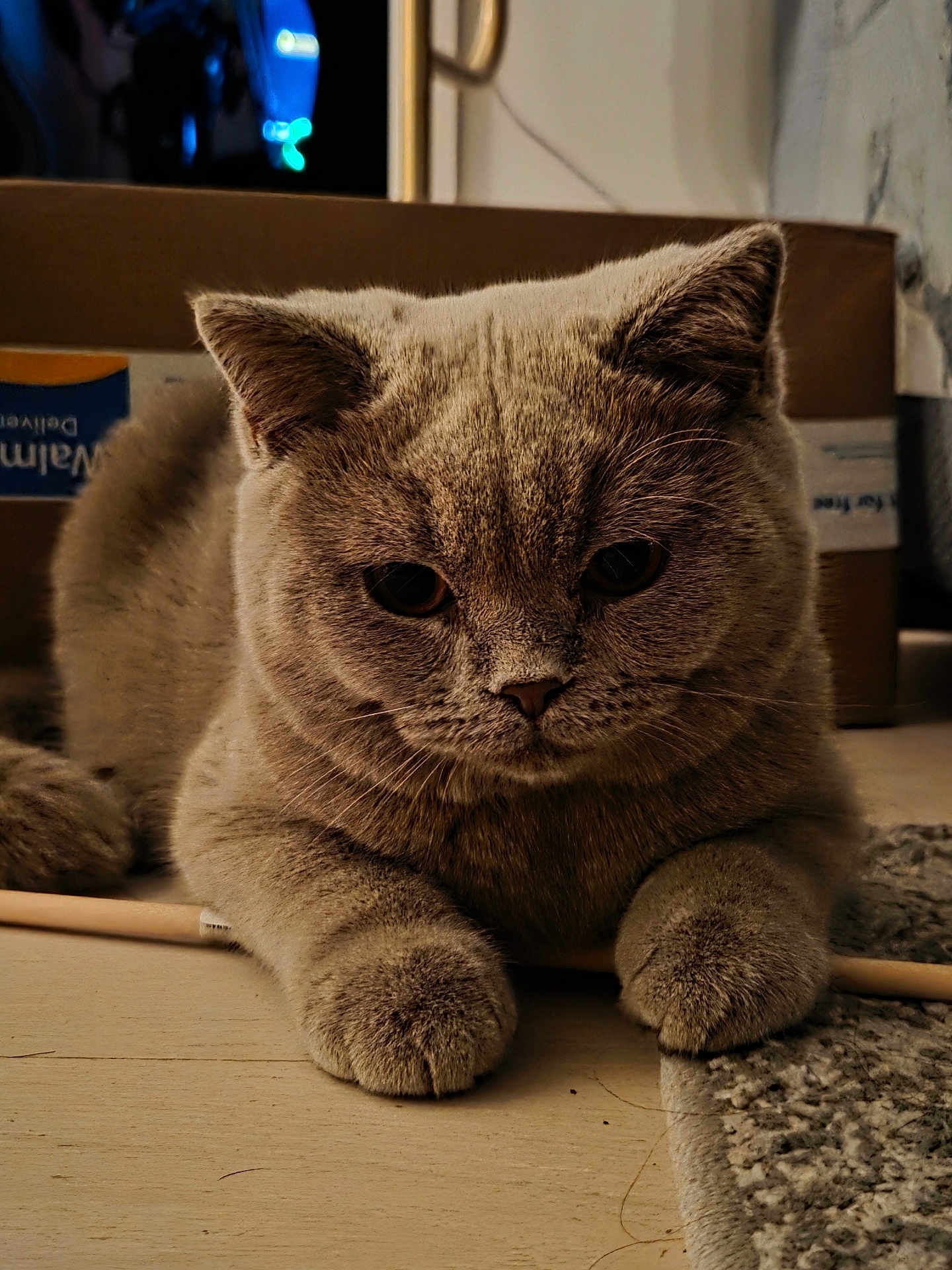 Merlin is registered to the contest to win money with this photo: cat, feline, pet, animal, fur, whiskers, ears, paws, floor, carpet, cardboard_box, indoor, cute, mammal, domestic, resting, close_up, brown_fur, portrait, curious