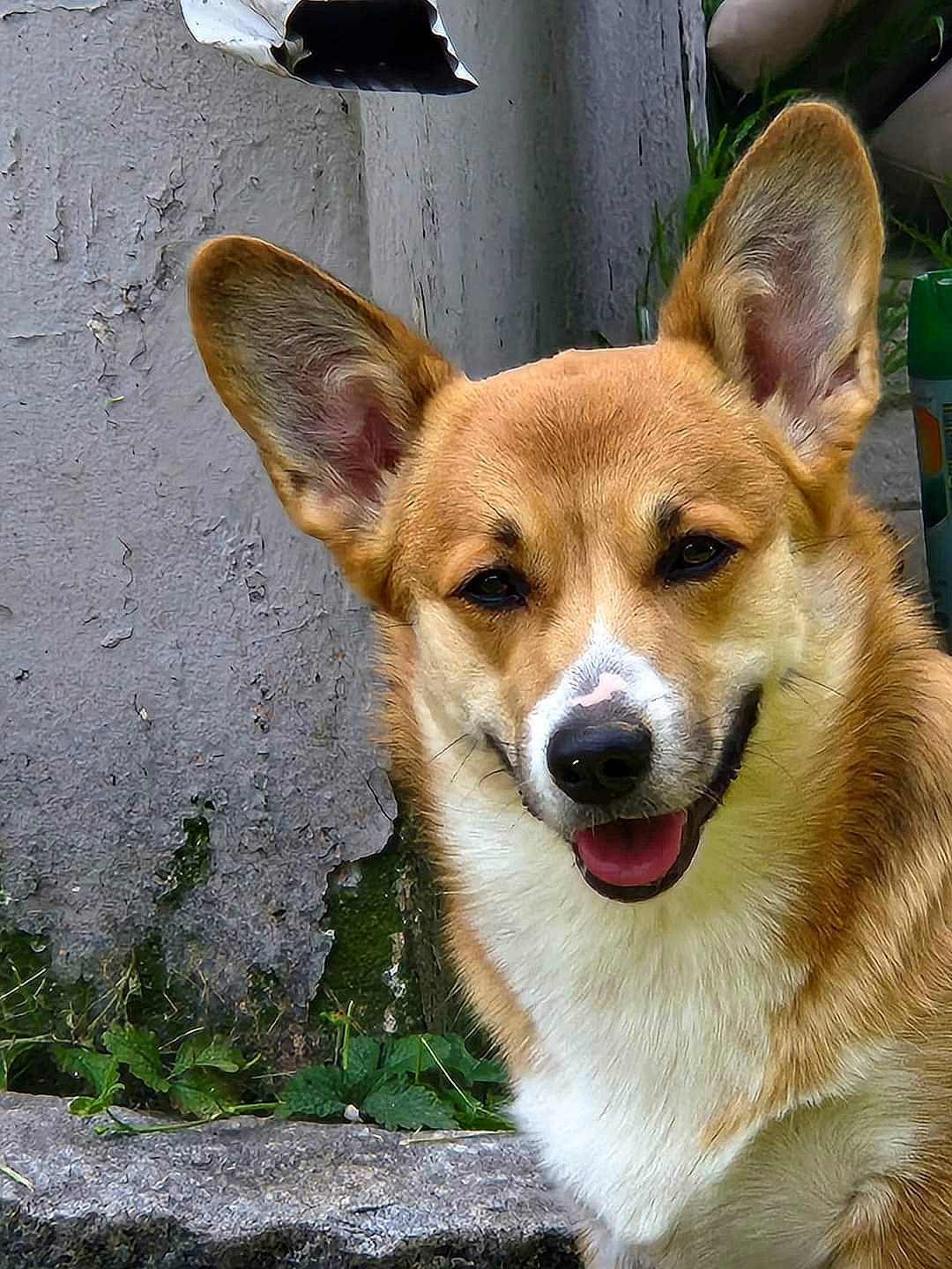 Nugget joined the competition — help win amazing prizes! ancient_dog_breeds, canidae, carnivore, collar, companion_dog, dog, dog_breed, fawn, fur, herding_dog, plant, snout, sporting_group, terrestrial_animal, whiskers, window, working_animal, working_dog