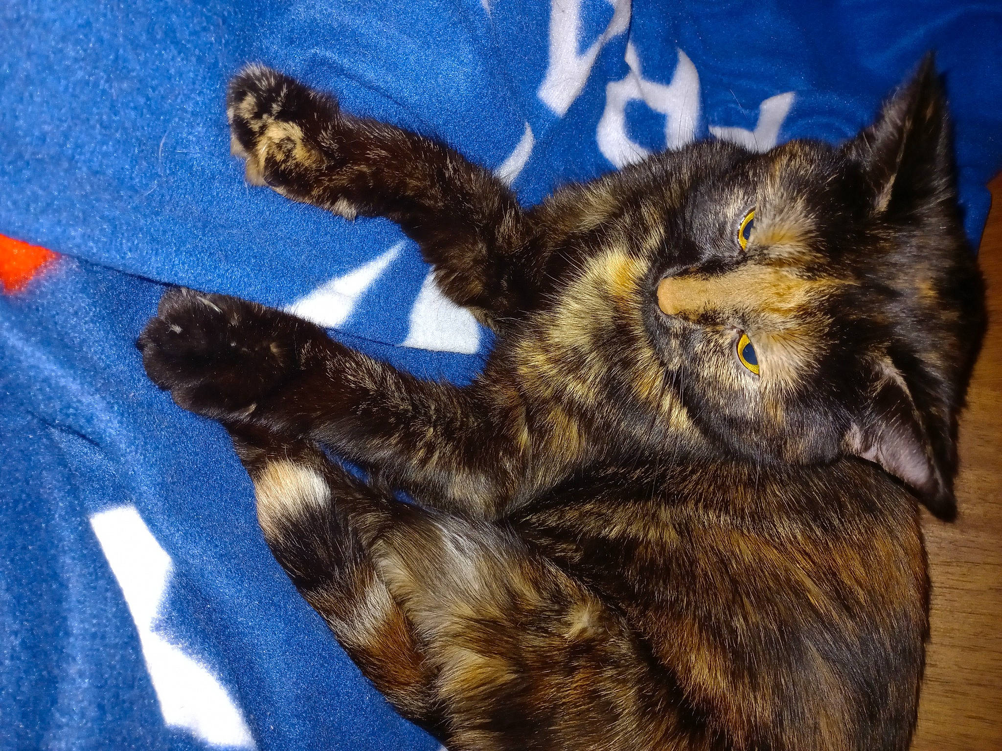 Lila a rejoint le concours — aidez-le/la à gagner de superbes lots ! black_cat, canidae, carnivore, cat, claw, dog_breed, domestic_short_haired_cat, electric_blue, felidae, foot, fur, gesture, human_leg, paw, small_to_medium_sized_cats, snout, tail, terrestrial_animal, whiskers, wildlife