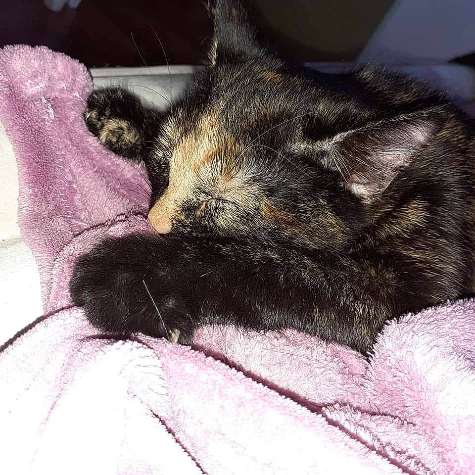 Lila a rejoint le concours — aidez-le/la à gagner de superbes lots ! bed, black_cat, carnivore, cat, claw, comfort, domestic_short_haired_cat, felidae, foot, fur, human_leg, lap, nap, paw, sleep, small_to_medium_sized_cats, snout, tail, terrestrial_animal, whiskers