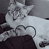 Saphir participe au concours pour gagner de l'argent avec cette photo : cat, animal, pet, couch, relaxing, black_and_white, heart_shape, text_overlay, date, username, feline, indoor, fur, whiskers, ears, paw, looking, portrait, cozy, soft