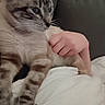 animal, blanket, cat, closeup, comfort, couch, domestic_animal, feline, fur, hand, home, indoor, mammal, paw, person, pet, relaxing, resting, tabby_cat, whiskers
