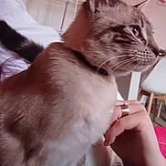Saphir a rejoint le concours — aidez-le/la à gagner de superbes lots ! cat, blue_eyes, pet, hand, collar, indoor, furniture, chair, table, room, person, ring, bed, blanket, fur, whiskers, side_view, domestic_animal, close_up, cozy