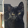cat, black_cat, mirror, reflection, close_up, whiskers, animal, pet, indoor, curious, feline, portrait, yellow_eyes, looking, face, cute, domestic_animal, soft_light, focused, still