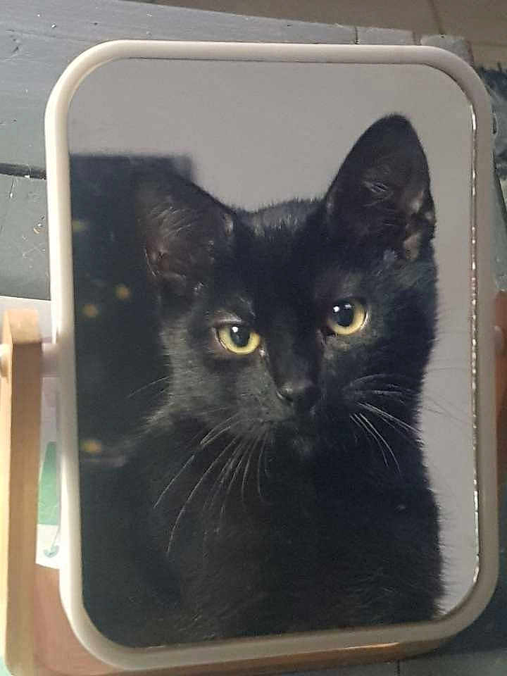 Santana participe au concours pour gagner de l'argent avec cette photo : cat, black_cat, mirror, reflection, close_up, whiskers, animal, pet, indoor, curious, feline, portrait, yellow_eyes, looking, face, cute, domestic_animal, soft_light, focused, still