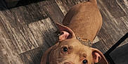 Durx joined the competition — help win amazing prizes! animal, brown, canine, collar, couch, cute, dog, domestic_animal, ears, floor, friendly, furniture, happy, indoor, living_room, looking_up, pet, playful, tail, wood_floor