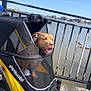 Durx joined the competition — help win amazing prizes! animal, black, canine, daytime, dog, fence, happy, leisure, mesh_cover, outdoor, pet, pet_stroller, river, scenic, sunny, tongue_out, water, wheels, wooden_deck, yellow