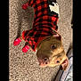 Durx is registered to the contest to win money with this photo: animal, black, brown, canine, carpet, checkered, clothing, cozy, curious, cute, dog, dog_bed, ears, floor, furniture, indoor, looking_up, pet, red, socks