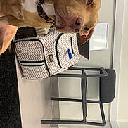 Durx joined the competition — help win amazing prizes! animal, bag, brown_dog, calm, canine, carpet, chair, collar, dog, domestic, floor, furniture, indoor, leash, looking_away, pet, resting, room, side_view, white_patch