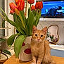 kitten, cat, orange_tabby, flower_vase, tulips, indoor, table, wooden_table, plant, mirror, television, living_room, decor, furniture, pet, cute, curious, sitting, domestic, cozy
