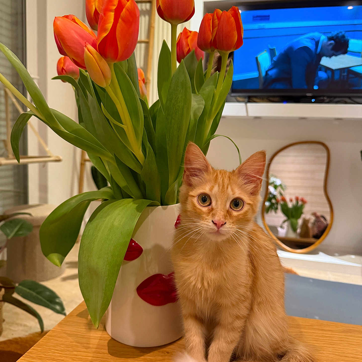 Yumi a rejoint le concours — aidez-le/la à gagner de superbes lots ! cat, cozy, curious, cute, decor, domestic, flower_vase, furniture, indoor, kitten, living_room, mirror, orange_tabby, pet, plant, sitting, table, television, tulips, wooden_table