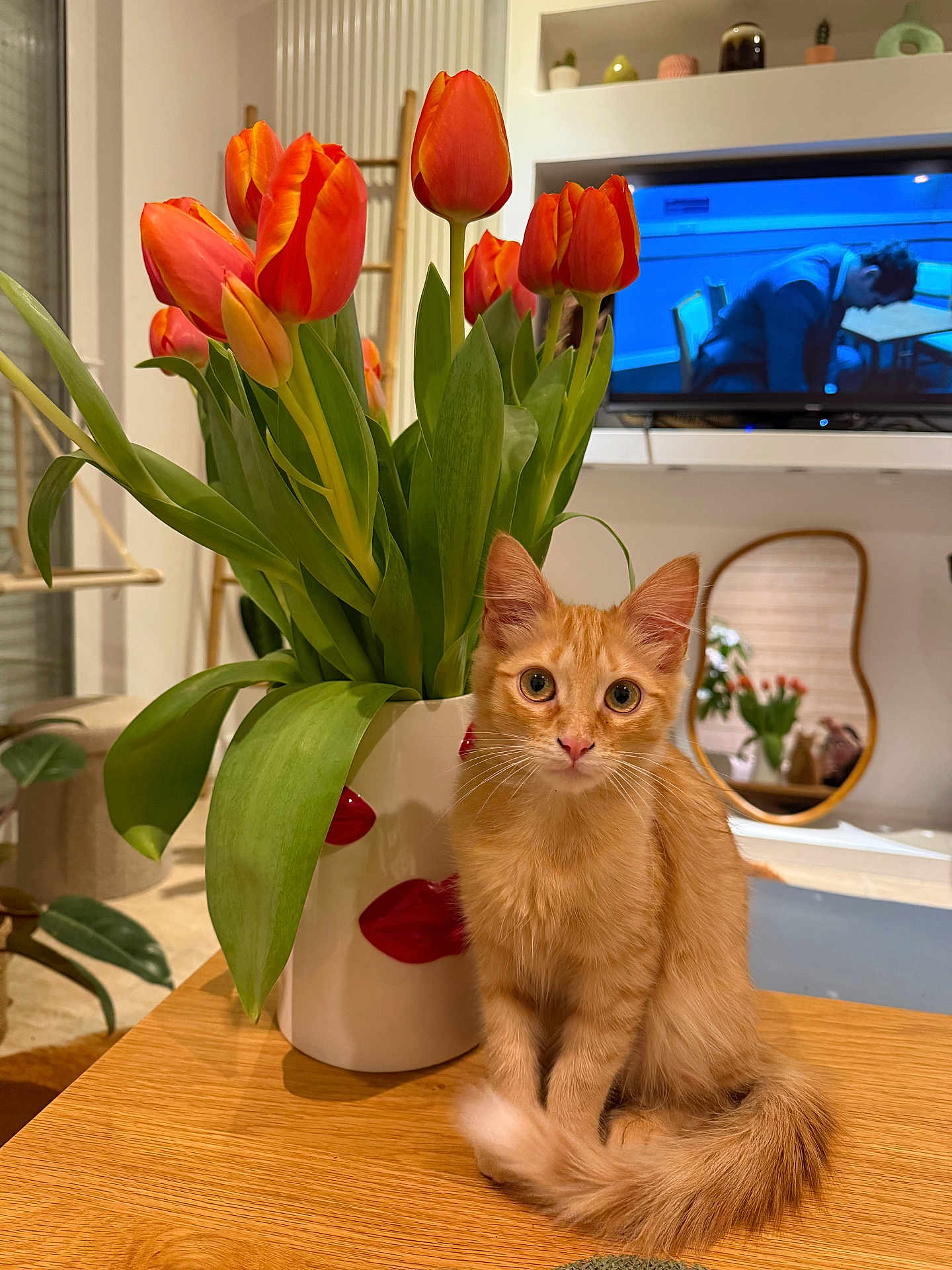Yumi a rejoint le concours — aidez-le/la à gagner de superbes lots ! kitten, cat, orange_tabby, flower_vase, tulips, indoor, table, wooden_table, plant, mirror, television, living_room, decor, furniture, pet, cute, curious, sitting, domestic, cozy