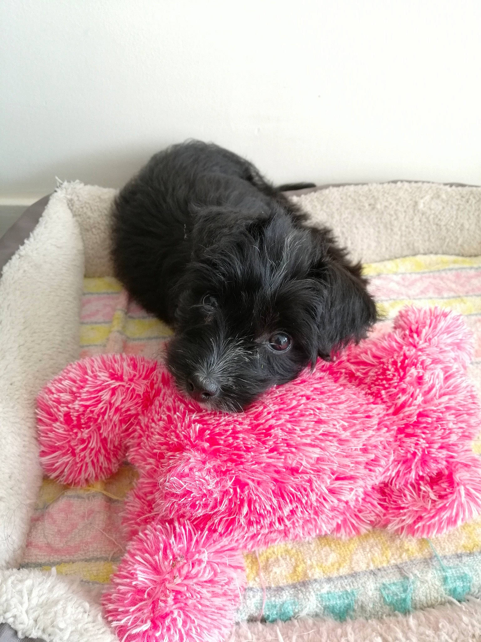 Rebelle participe au concours pour gagner de l'argent avec cette photo : affenpinscher, bolonka, canidae, carnivore, cavapoo, companion_dog, dog, dog_bed, dog_breed, labradoodle, mammal, pink, poodle_crossbreed, puppy, schnoodle, shih_poo, sporting_group, terrier, toy_poodle, yorkipoo