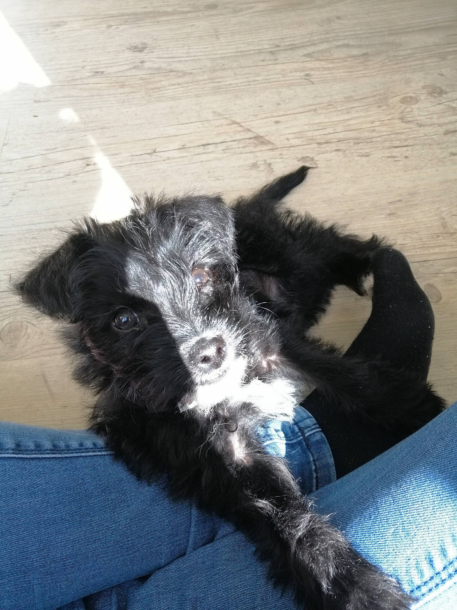 Rebelle participe au concours pour gagner de l'argent avec cette photo : canidae, carnivore, dog, dog_breed, mammal, puppy, schnauzer, snout, sporting_group, terrier