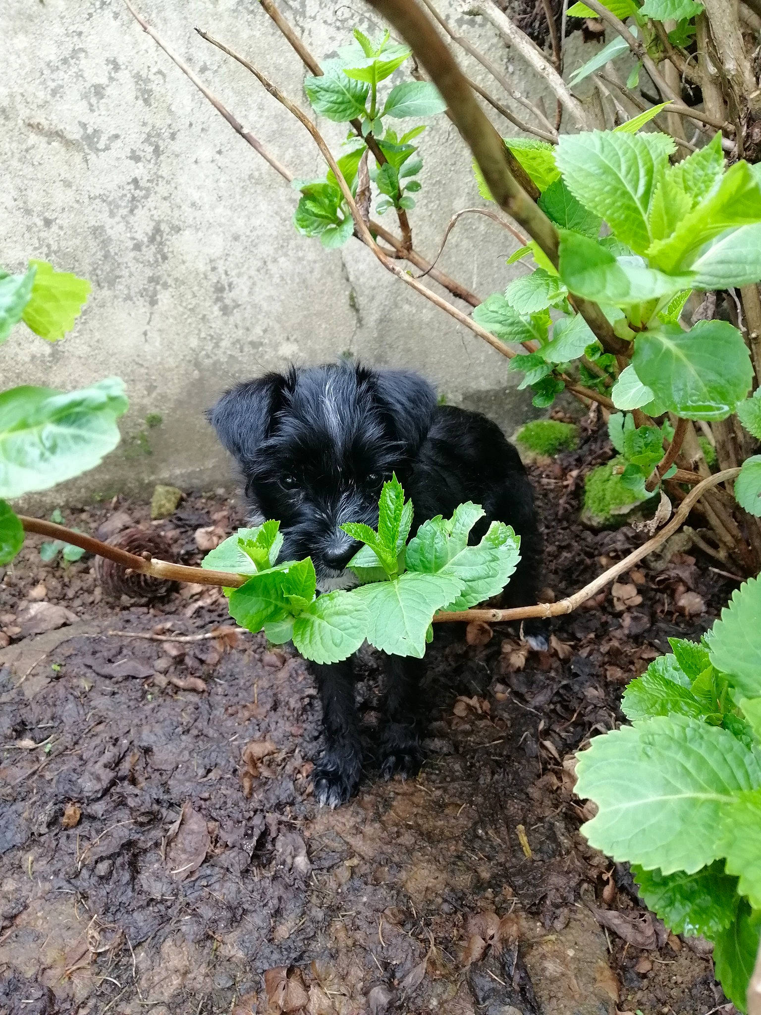 Rebelle participe au concours pour gagner de l'argent avec cette photo : affenpinscher, canidae, carnivore, dog, dog_breed, flower, herb, plant, puppy, soil, terrier