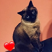 Vanille participe au concours pour gagner de l'argent avec cette photo : animal, blackcat, cat, heart, kitten, manx, pet, siamese, symbol