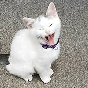 Stevie joined the competition — help win amazing prizes! adorable, animal, cat, cute, expressive, feline, fur, gray_background, kitten, outdoor, pet, playful, purple_collar, sitting, small, tail, whiskers, white_fur, yawning, young