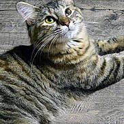 Sophia And Gabby joined the competition — help win amazing prizes! animal, cat, curious, cute, domestic_animal, ears, feline, fur, indoor, looking_up, lying_down, mammal, pet, playful, relaxed, resting, striped, tabby, whiskers, wooden_floor