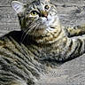 animal, cat, curious, cute, domestic_animal, ears, feline, fur, indoor, looking_up, lying_down, mammal, pet, playful, relaxed, resting, striped, tabby, whiskers, wooden_floor