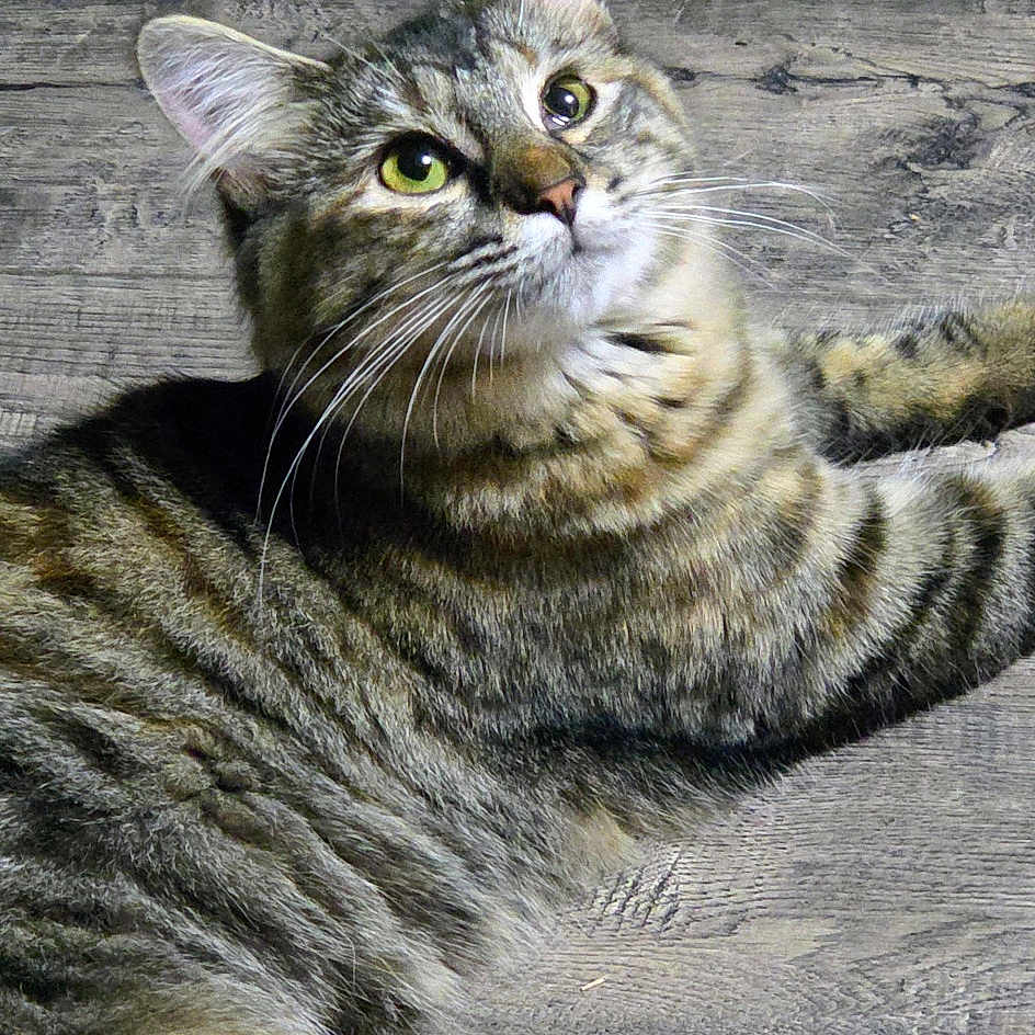 Sophia And Gabby joined the competition — help win amazing prizes! animal, cat, curious, cute, domestic_animal, ears, feline, fur, indoor, looking_up, lying_down, mammal, pet, playful, relaxed, resting, striped, tabby, whiskers, wooden_floor