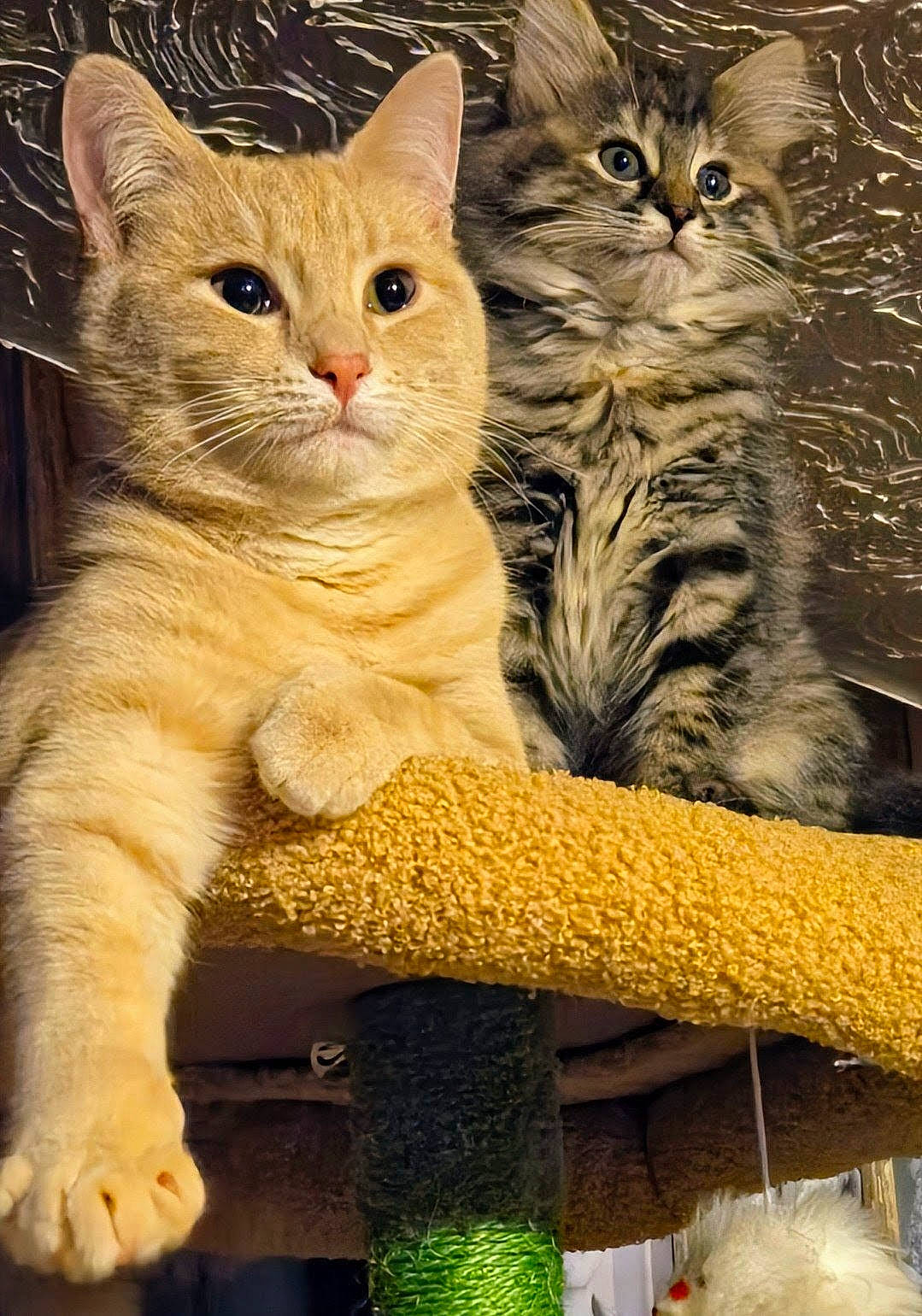 Sophia And Gabby is registered to the contest to win money with this photo: animal, cat, cat_tree, close_up, curious, cute, domestic_animal, feline, fur, grey_tabby, indoor, kitten, orange_tabby, paw, pet, playful, relaxed, resting, texture, whiskers