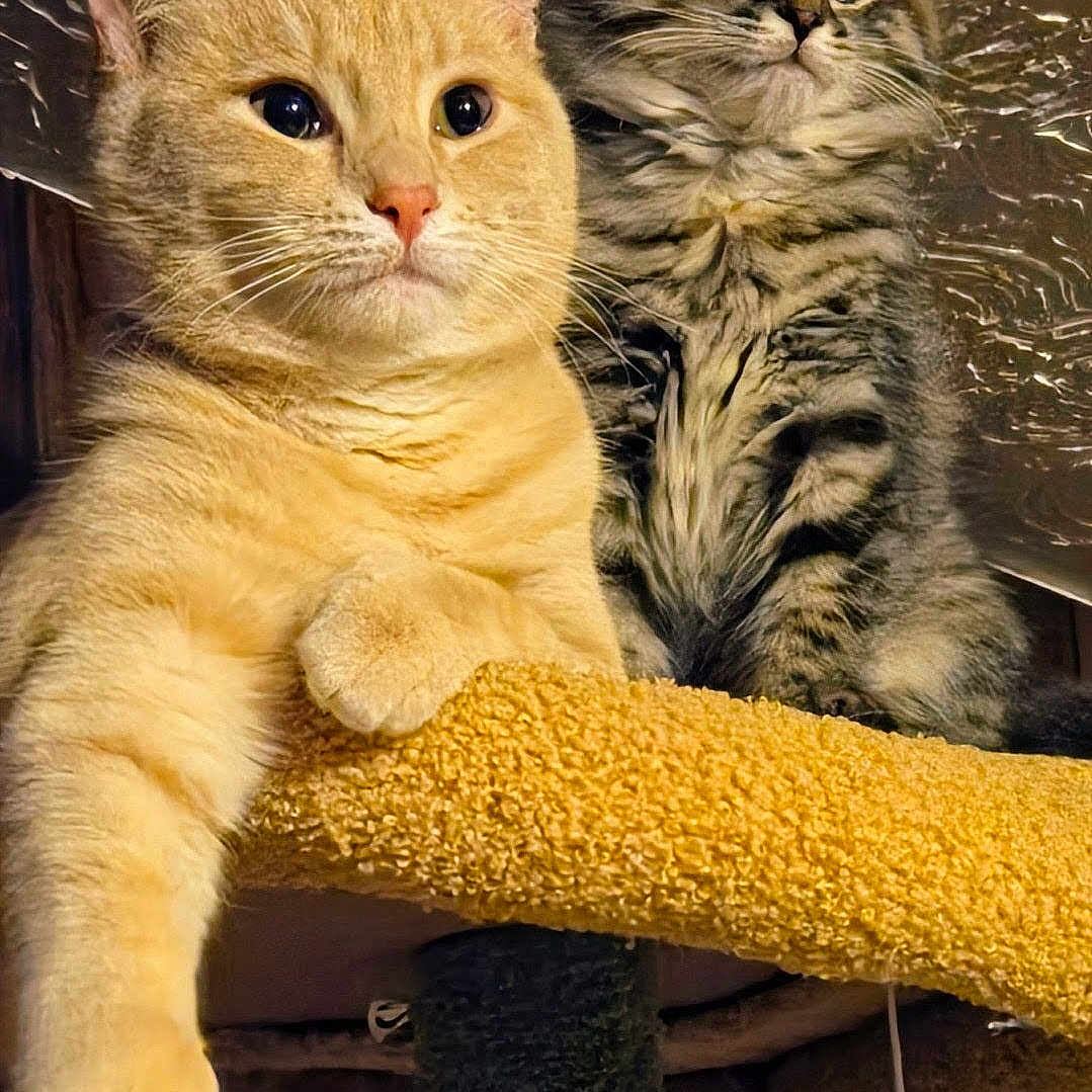 Sophia And Gabby is registered to the contest to win money with this photo: animal, cat, cat_tree, close_up, curious, cute, domestic_animal, feline, fur, grey_tabby, indoor, kitten, orange_tabby, paw, pet, playful, relaxed, resting, texture, whiskers