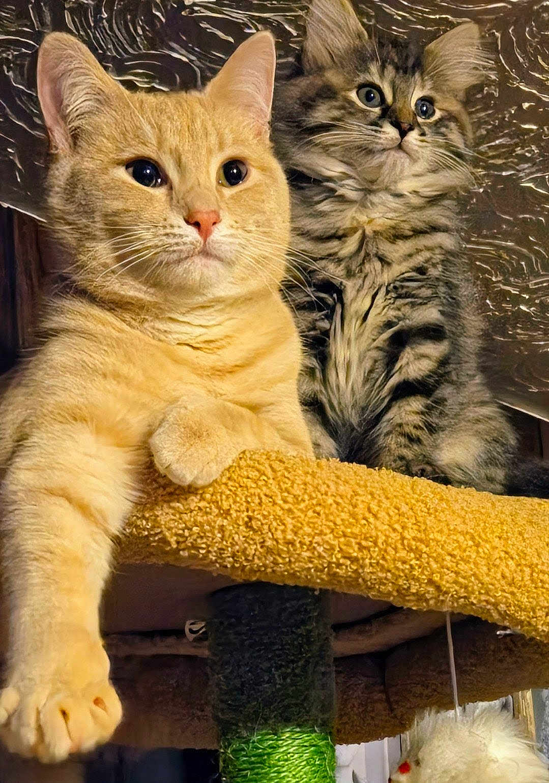 Sophia And Gabby is registered to the contest to win money with this photo: cat, orange_tabby, grey_tabby, kitten, cat_tree, paw, fur, whiskers, indoor, pet, animal, cute, feline, curious, relaxed, close_up, texture, playful, domestic_animal, resting