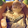 Sophia And Gabby joined the competition — help win amazing prizes! affection, animal, cat, cat_tree, cats, comfort, companionship, cozy, cute, feline, fur, hug, indoor, orange_cat, pets, relaxing, sleeping, snuggle, sunlight, tabby