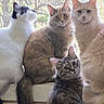 Sophia And Gabby is registered to the contest to win money with this photo: animal, black_and_white_cat, cat, cats, cozy, cream_cat, curious, domestic_animal, four, fur, indoor, natural_light, pet, portrait, serene, sitting, tabby, white_cat, window, windowsill