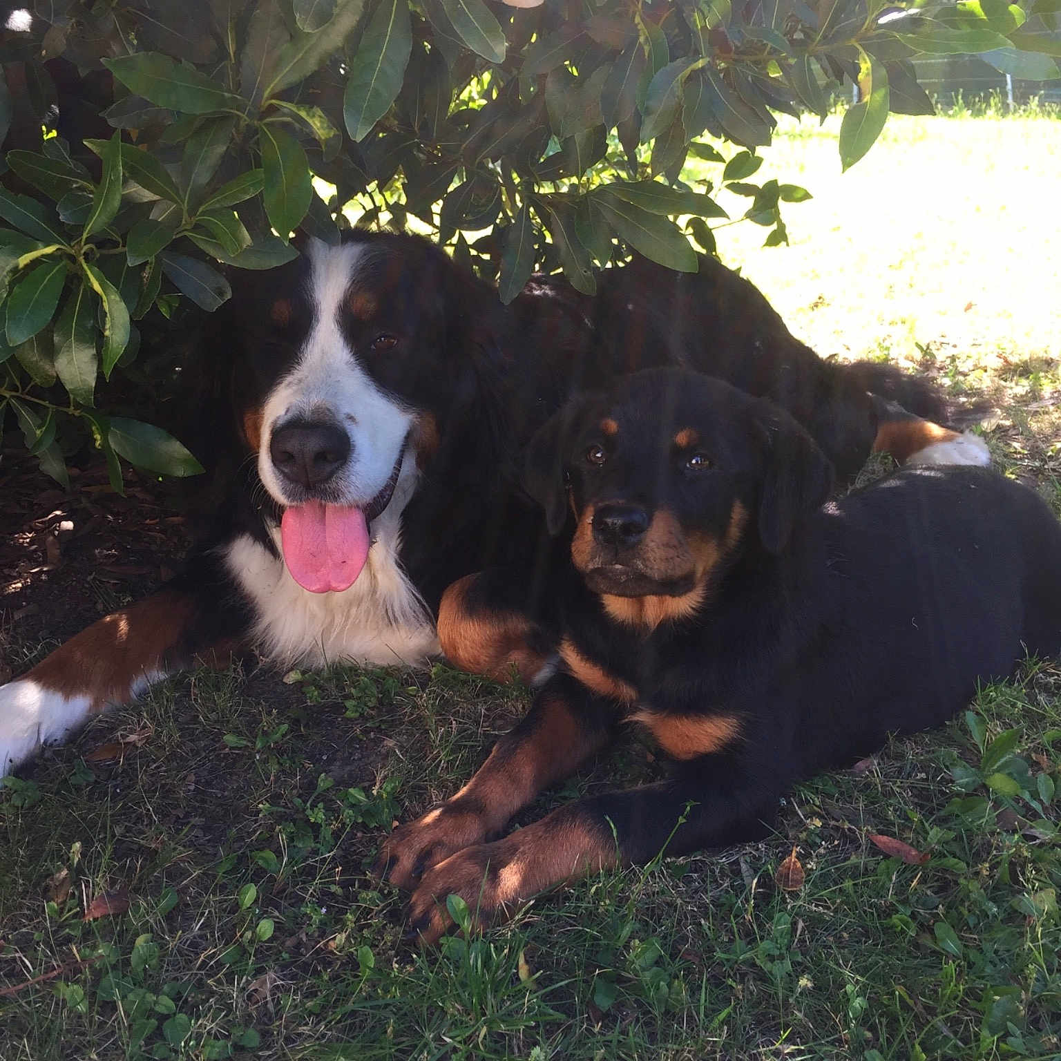 Milka And Romy