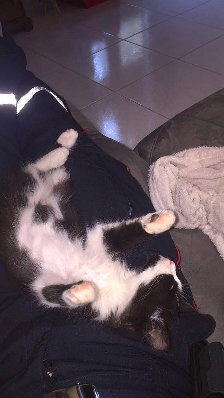 Holy a rejoint le concours — aidez-le/la à gagner de superbes lots ! black_and_white, canidae, carnivore, cat, ear, felidae, fur, leg, small_to_medium_sized_cats, tail, whiskers