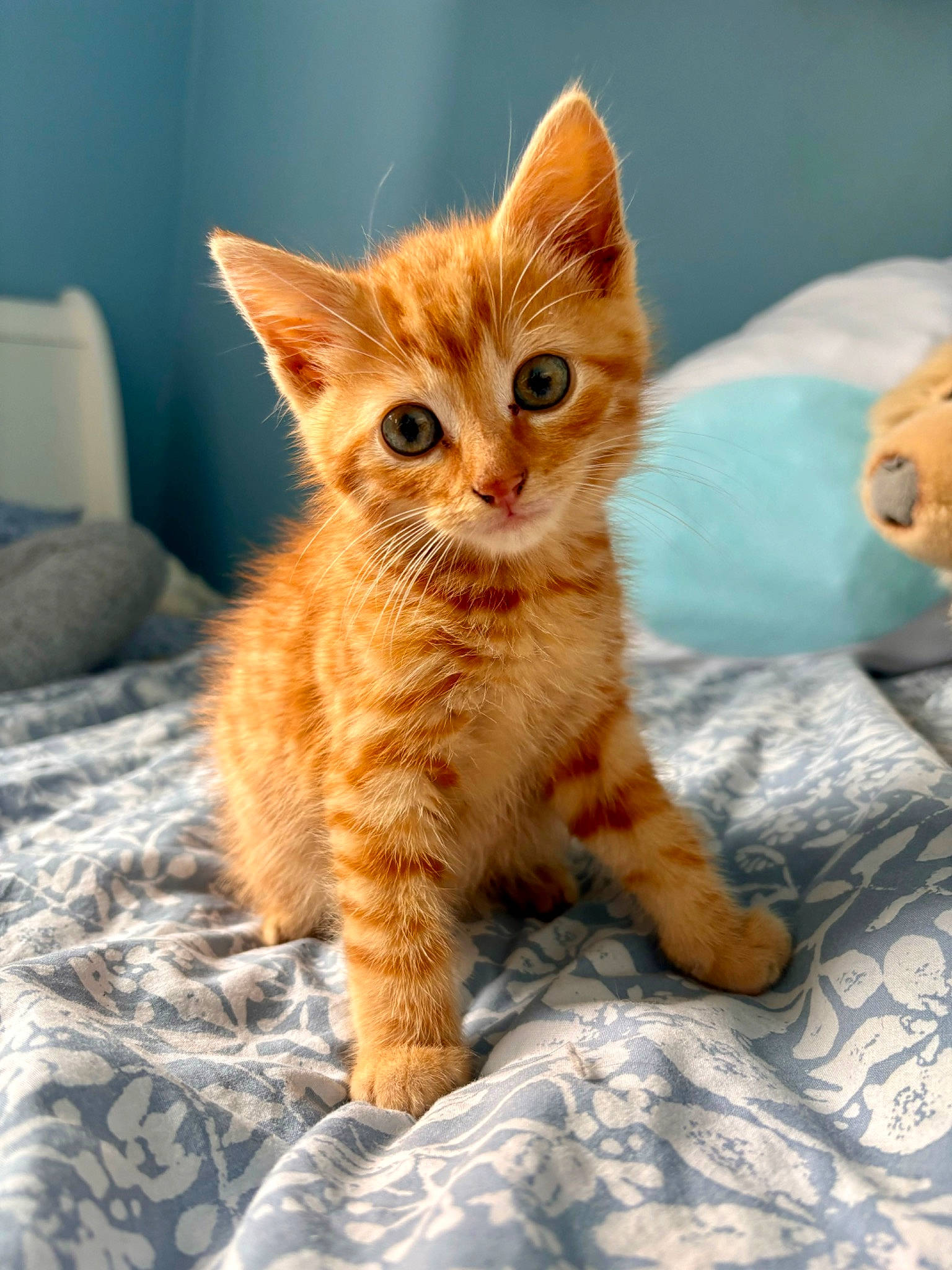 Uby participe au concours pour gagner de l'argent avec cette photo : carnivore, cat, claw, comfort, domestic_short_haired_cat, fawn, felidae, fur, paw, sitting, small_to_medium_sized_cats, snout, tail, whiskers, wildlife